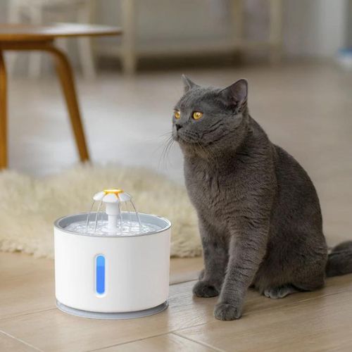 Cat drinking fountain